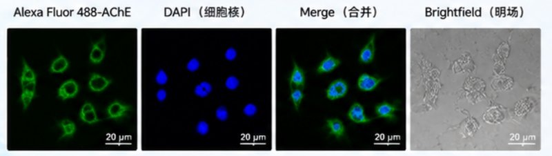 定制IR染料标记蛋白合成方案,Sur-Release生物技术服务