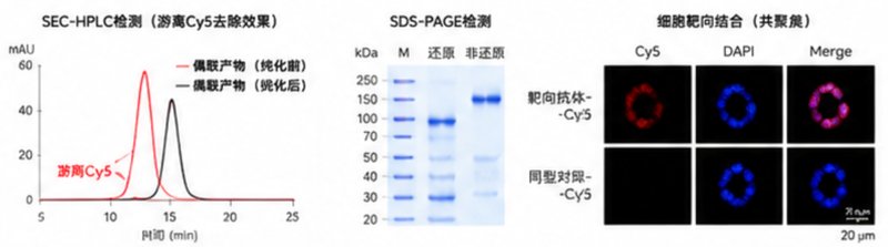 定制IR染料标记蛋白合成方案,Sur-Release生物技术服务