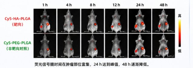 透明质酸改性胶束设计与定制合成，实现受体介导靶向输送