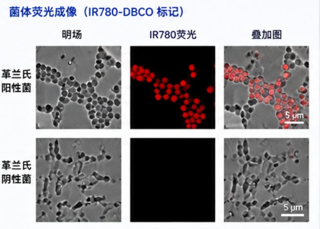 DBCO/TCO/N₃功能化分子设计与定制合成