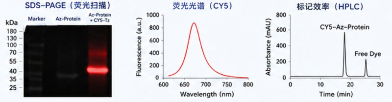 位点特异性蛋白荧光标记科研定制服务｜Sur-Release生物技术服务