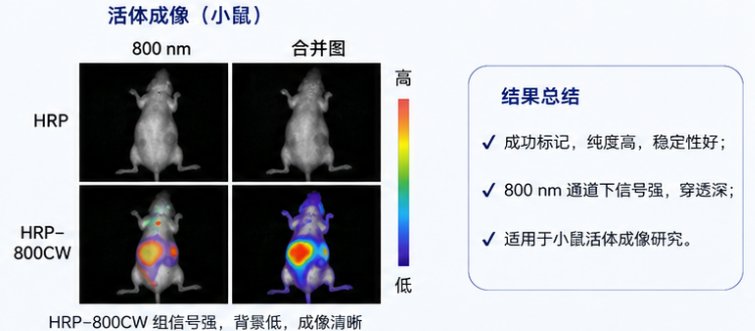 位点特异性蛋白荧光标记科研定制服务｜Sur-Release生物技术服务