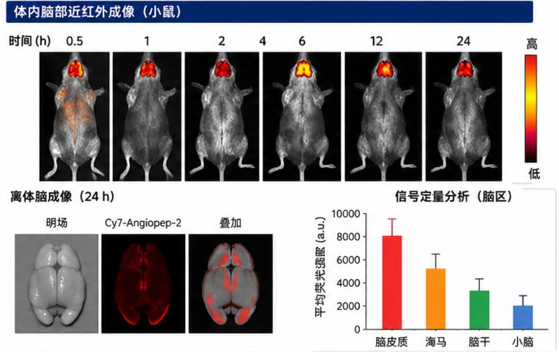 近红外荧光标记多肽定制｜活体成像解决方案