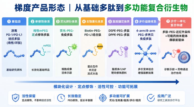 PEG修饰免疫调节多肽定制|助力PD-1/PD-L1靶向研究