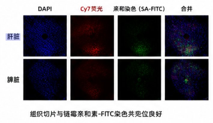 羟基多糖荧光化修饰定制|支持FITC/Cy系列标记设计
