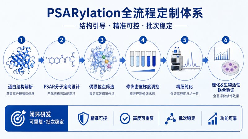 聚肌氨酸(PSARylation)蛋白修饰定制|多参数可控设计平台