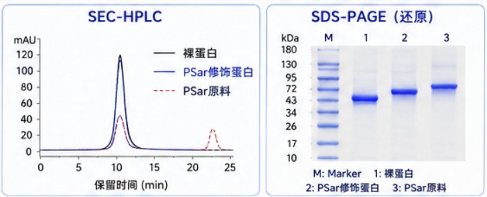 聚肌氨酸(PSARylation)蛋白修饰定制|多参数可控设计平台