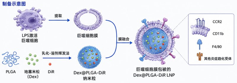 多肽偶联荧光脂质纳米粒定制｜靶向与示踪一体化