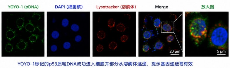 多肽偶联荧光脂质纳米粒定制｜靶向与示踪一体化