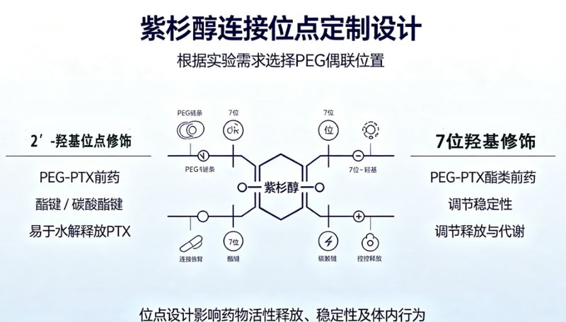紫杉醇PEG化前药定制开发｜助力难溶性药物递送性能优化