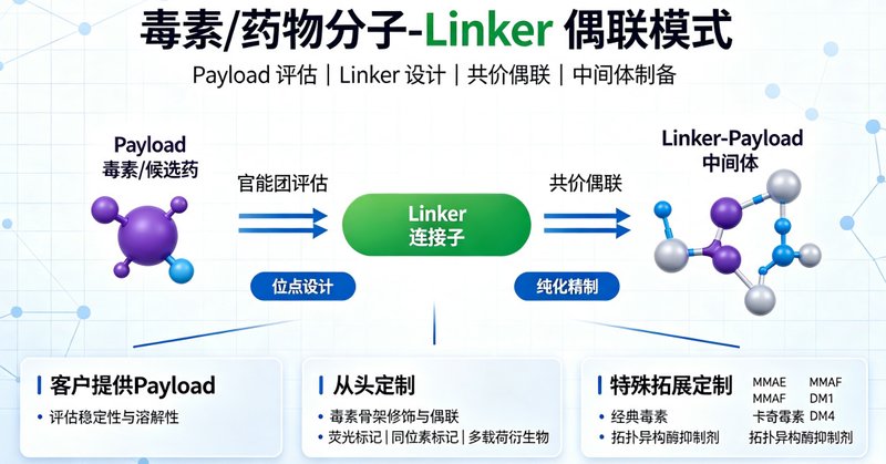毒素/药物分子-ADC Linker偶联定制|构建精准抗体偶联药物开发方案