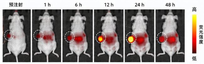 荧光示踪型阳离子脂质纳米颗粒定制|Sur-Release生物技术服务