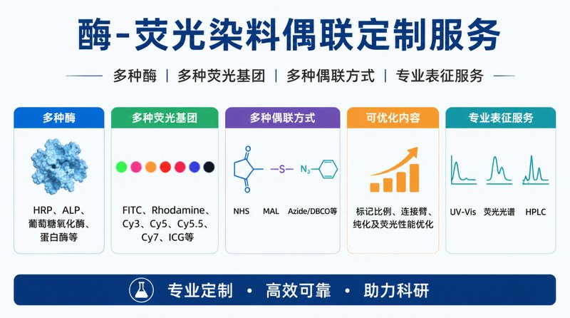 酶-荧光染料偶联定制与多类型荧光基团功能化修饰