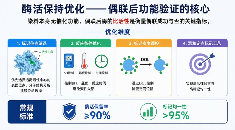 酶-荧光染料偶联定制与多类型荧光基团功能化修饰