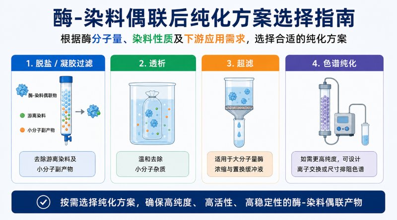 酶-荧光染料偶联定制与多类型荧光基团功能化修饰