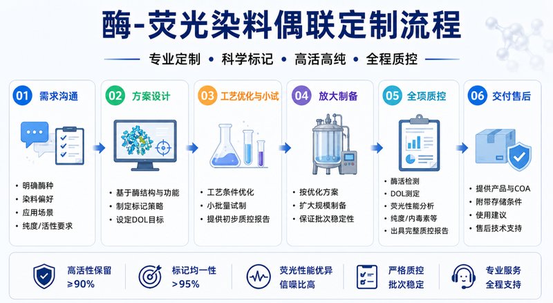 酶-荧光染料偶联定制与多类型荧光基团功能化修饰