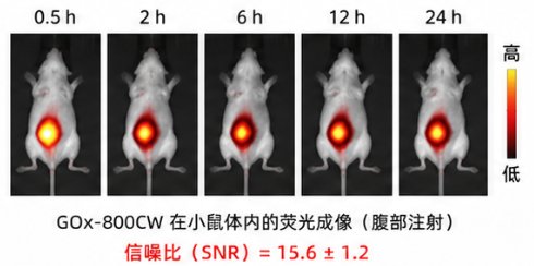 酶-荧光染料偶联定制与多类型荧光基团功能化修饰