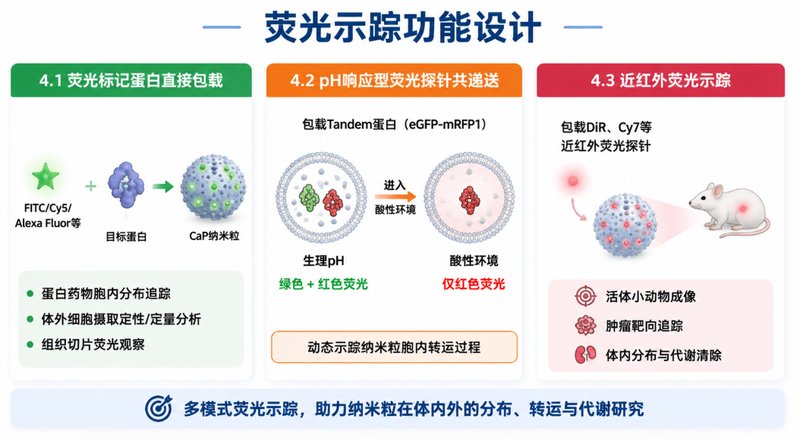 磷酸钙纳米颗粒（CaP）蛋白负载与荧光探针修饰定制