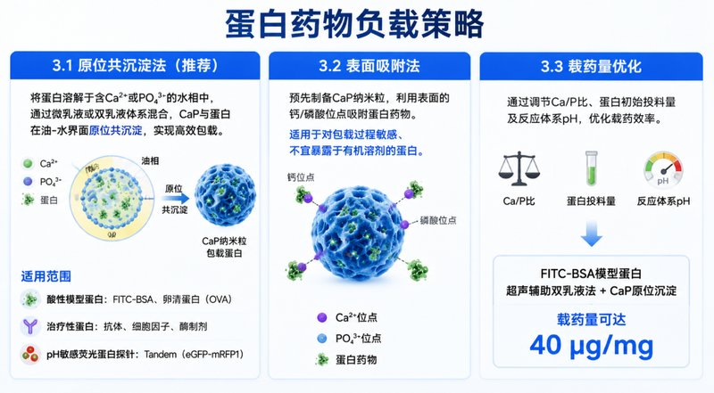磷酸钙纳米颗粒（CaP）蛋白负载与荧光探针修饰定制