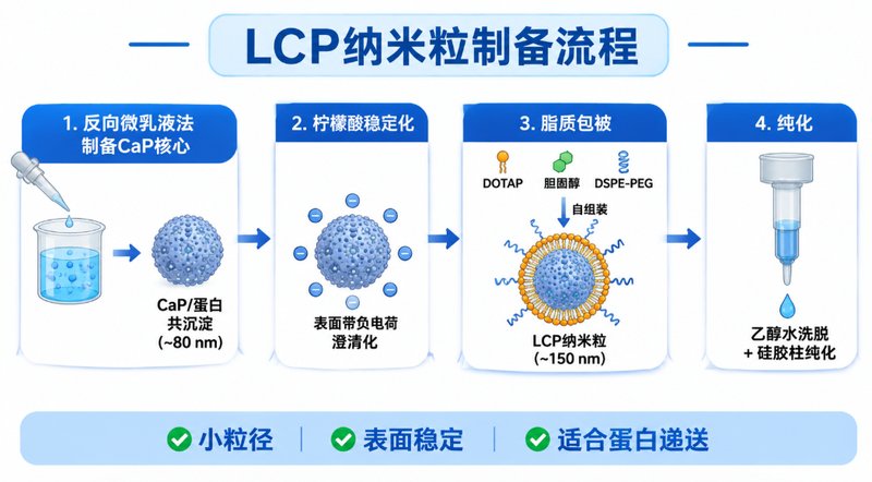 磷酸钙纳米颗粒（CaP）蛋白负载与荧光探针修饰定制