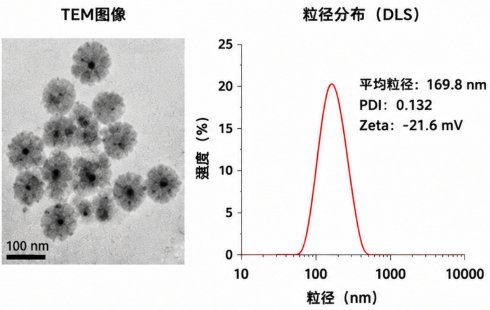 磷酸钙纳米颗粒（CaP）蛋白负载与荧光探针修饰定制