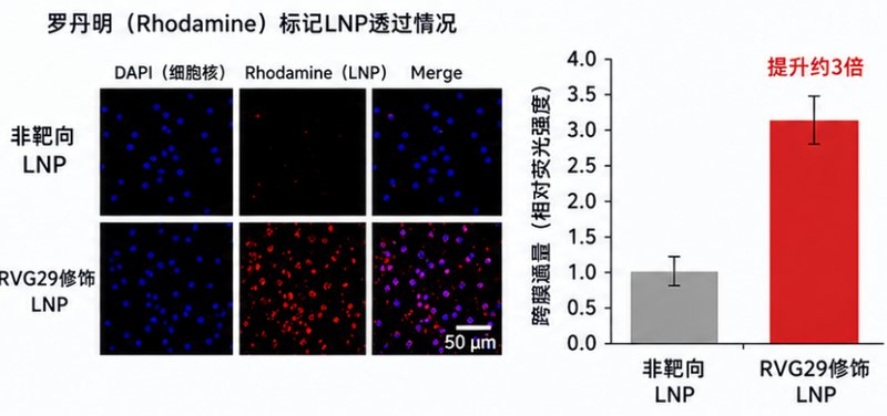 靶向脂质纳米颗粒LNP小分子药物包载定制