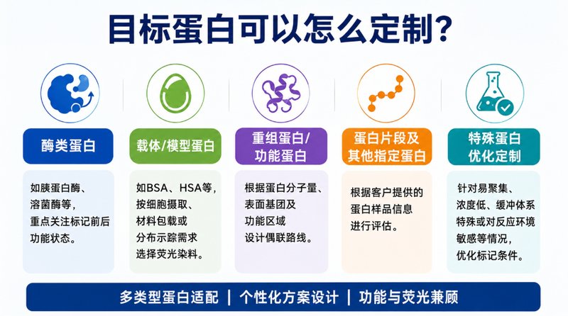 荧光标记蛋白定制制备与表征检测定制服务