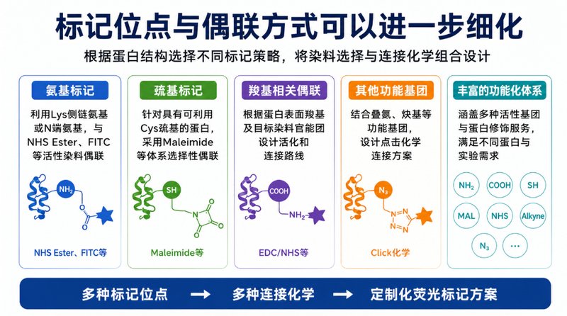 荧光标记蛋白定制制备与表征检测定制服务