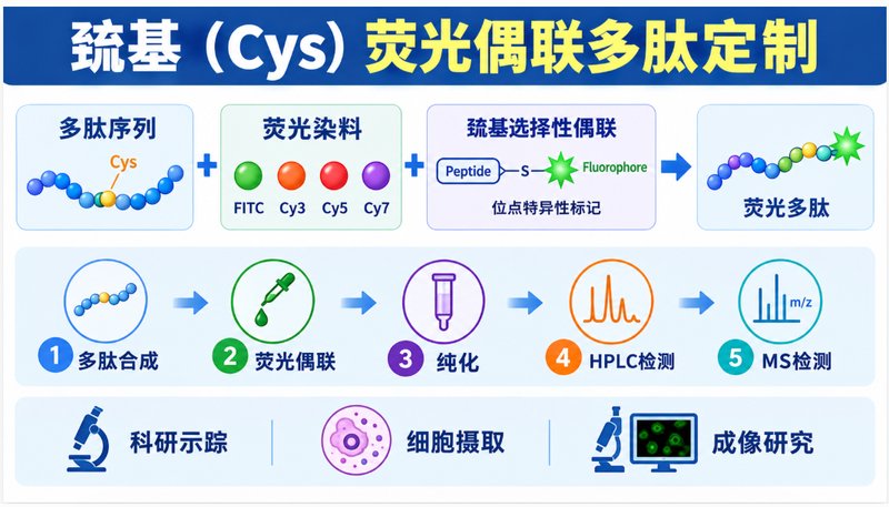 Cys位点荧光偶联多肽定制|定点标记与功能化设计