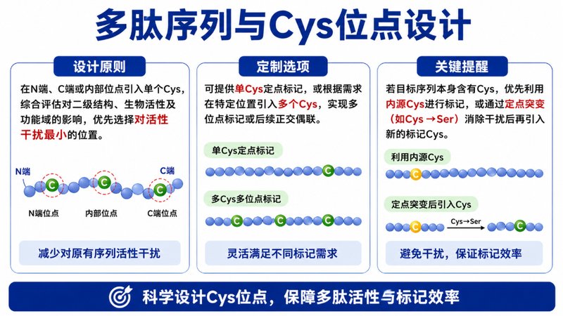 Cys位点荧光偶联多肽定制|定点标记与功能化设计