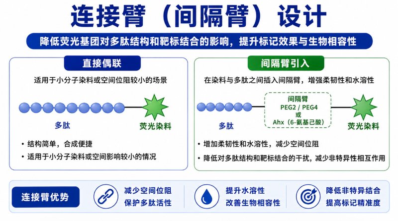 Cys位点荧光偶联多肽定制|定点标记与功能化设计