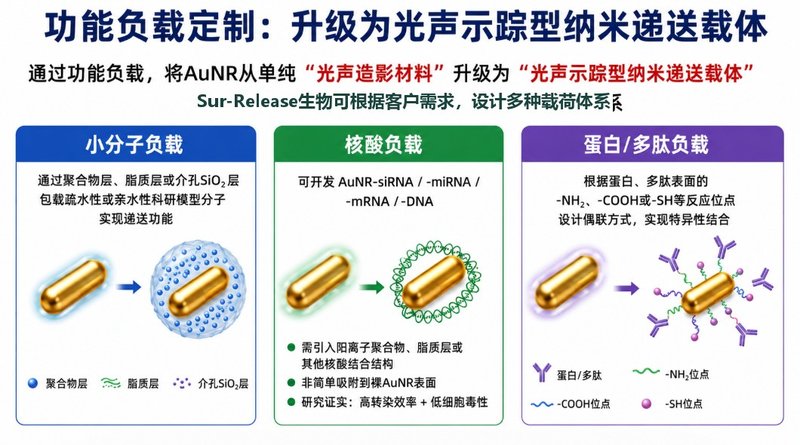 功能化AuNR光声纳米平台定制｜靶向、载药与表面改性