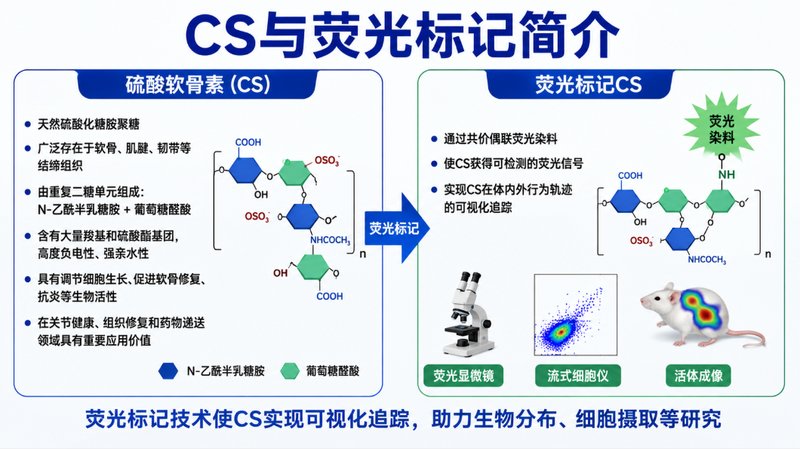 硫酸软骨素如何实现荧光标记？定制方法解析