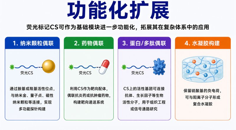 硫酸软骨素如何实现荧光标记？定制方法解析