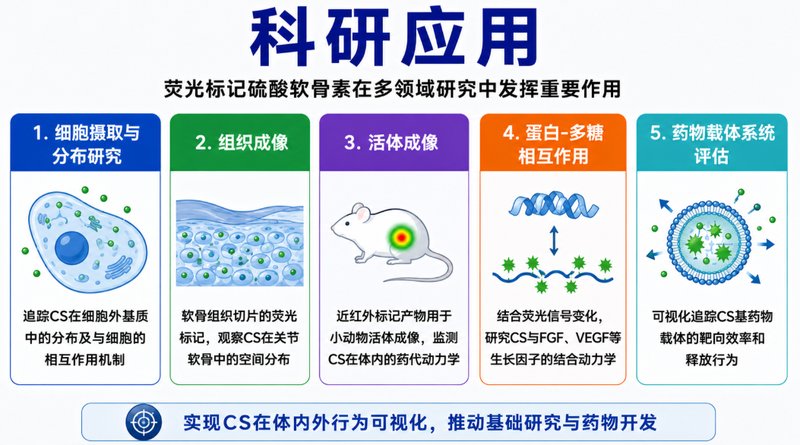 硫酸软骨素如何实现荧光标记？定制方法解析