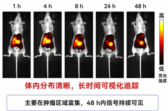 ICG/紫杉醇双载脂质纳米泡定制,实现荧光示踪与药物共载——Sur-Release生物技术服务