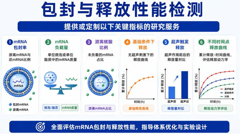 荧光示踪型mRNA脂质微泡|包载、递送与检测一体化