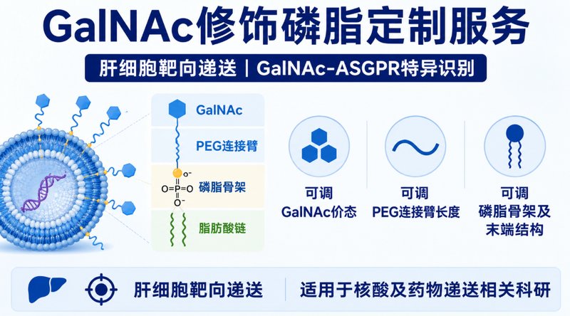 GalNAc磷脂如何实现肝靶向?ASGPR识别材料定制