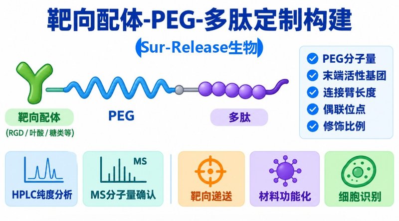 靶向配体修饰PEG-多肽定制|功能材料开发