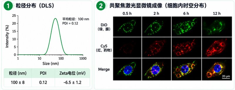 DiO绿色荧光脂质体定制:让细胞摄取过程“看得见”