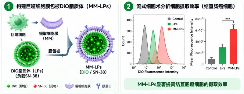 DiO绿色荧光脂质体定制:让细胞摄取过程“看得见”