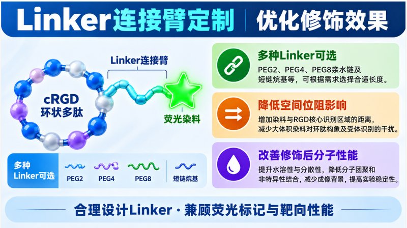 cRGD环肽如何实现荧光示踪?定点标记定制方案