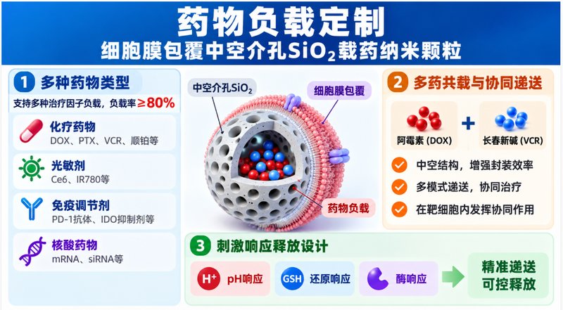 细胞膜包覆HMSN怎么定制？荧光示踪、载药与仿生包覆一次讲清