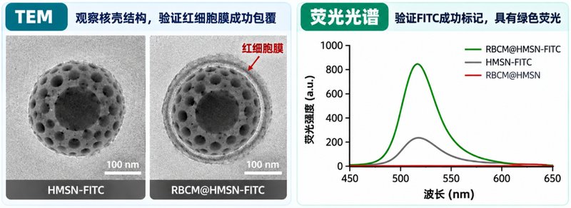 细胞膜包覆HMSN怎么定制？荧光示踪、载药与仿生包覆一次讲清