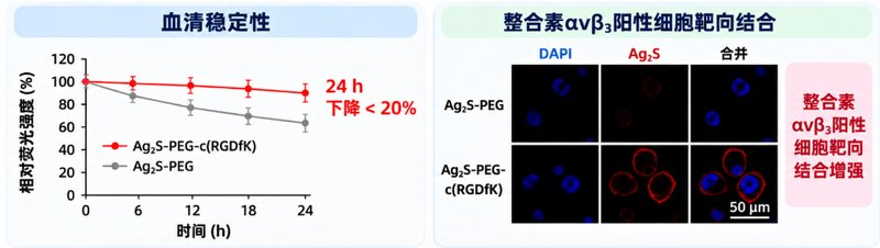 多功能Ag₂S量子点定制|PEG、多肽双重表面修饰