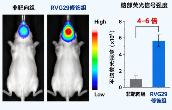 活化型PEG磷脂定制｜NHS/MAL/COOH等端基可选
