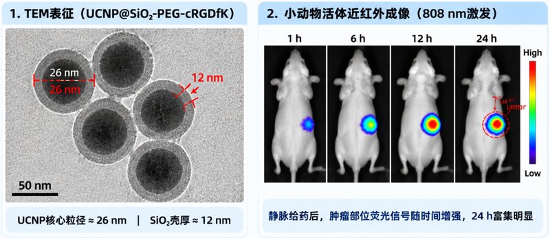 UCNP上转换纳米颗粒定制合成,PEG修饰与RGD靶向功能开发