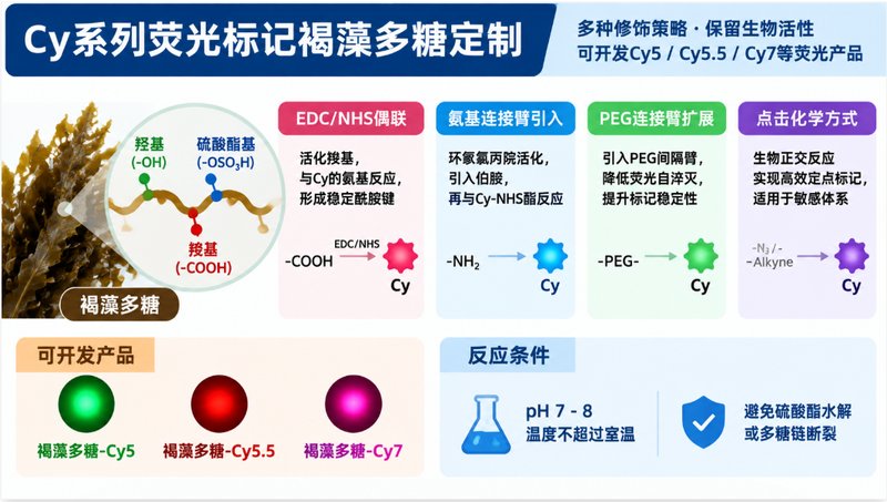 荧光多糖材料怎么设计?羟乙基淀粉与褐藻多糖定制方案解析