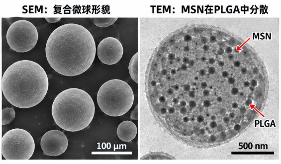 介孔二氧化硅/PLGA载药微球定制，粒径、孔径与载药参数可调