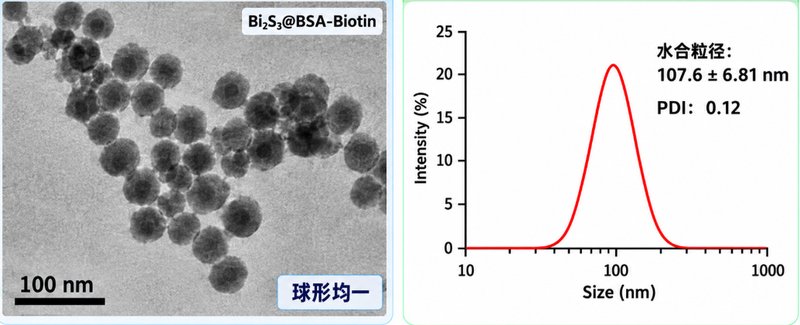 生物素（Biotin）功能化Bi₂S₃纳米颗粒，粒径、表面基团与偶联密度可调